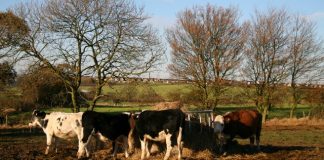 cattle feeding